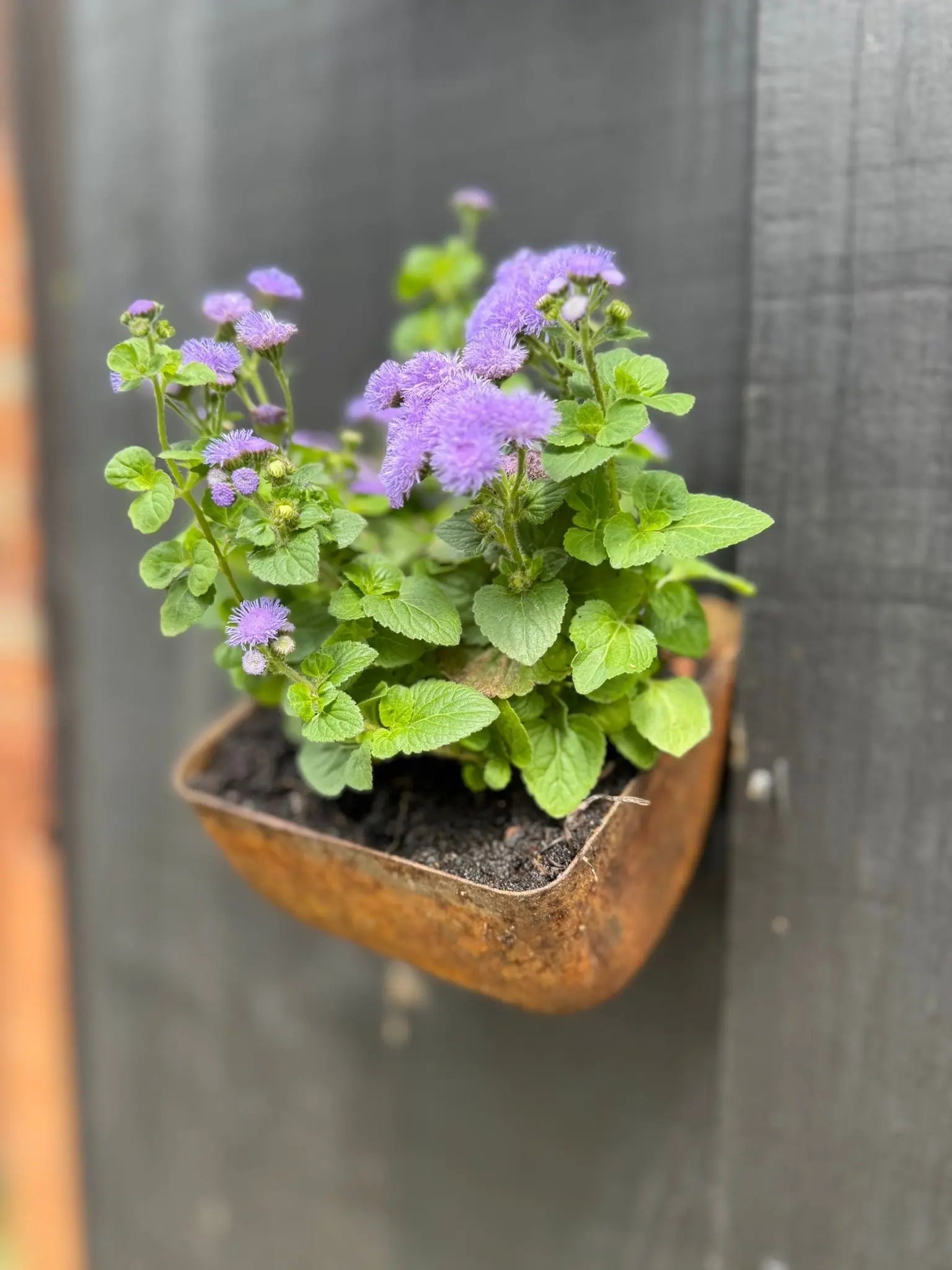 Rustic Warehouse Norfolk | Vintage Metal Wall Mounted Herb Planter