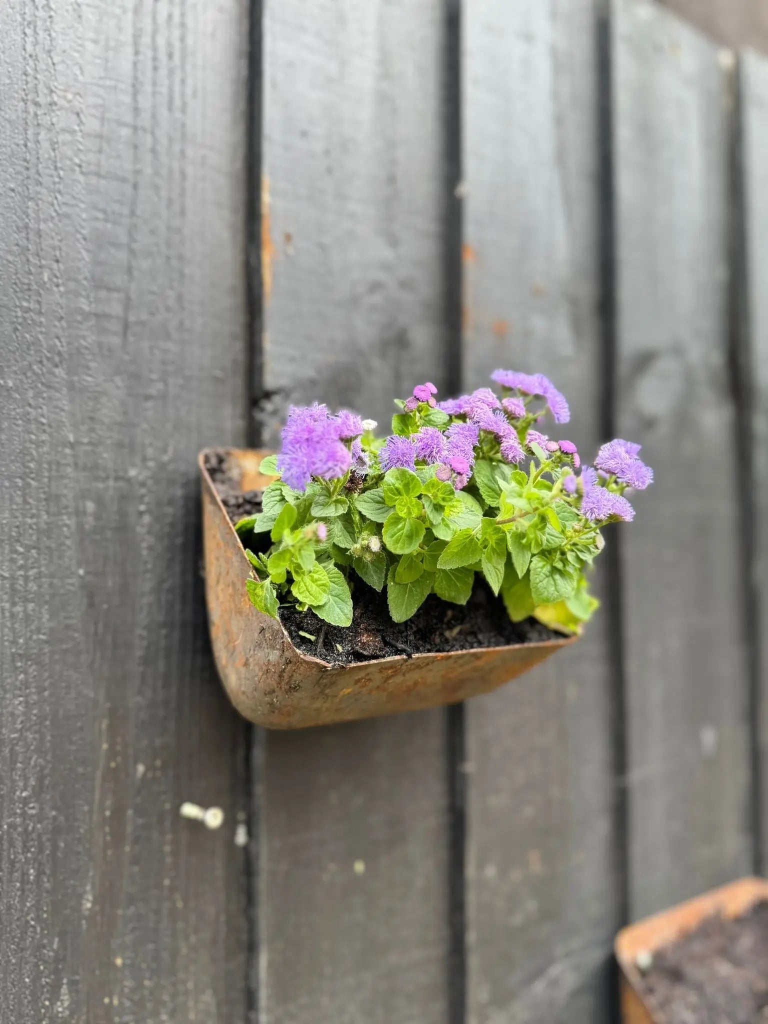 Rustic Warehouse Norfolk | Vintage Metal Wall Mounted Herb Planter
