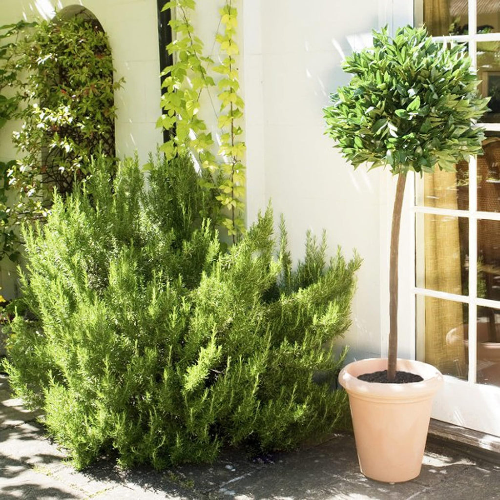 GreenBrokers 5ft Artificial Bay Laurel Tree | UV Protected Faux Plant