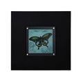 Orsina Butterfly 1 Framed Wall Art – Modern Black Botanical Print