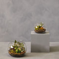 Orsina Fiori Large Glass Terrarium – Artificial Faux Plant Centerpiece