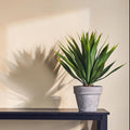 Orsina Fiori Agave Artificial Succulent in Grey Cement Effect Pot