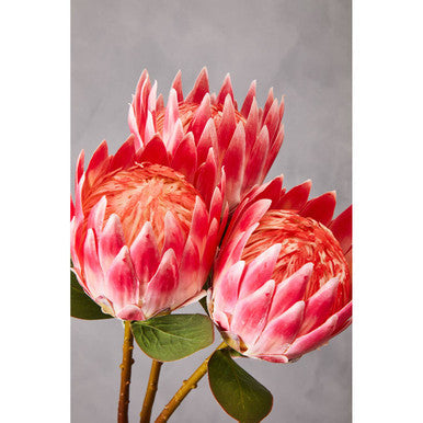 Orsina Fiori Pink Protea Flower Stem – 62cm Realistic Artificial Floral