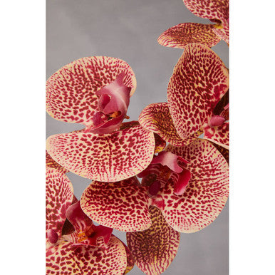 Orsina Fiori Tall Pink Orchid Spray – 100cm Artificial Flower Stem
