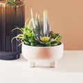 Orsina Fiori Mixed Artificial Succulents in Large White Ceramic Pot