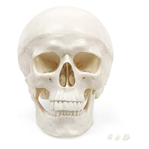 Human Skull Anatomy Model – Life Size 3-Part Replica by Jolof Store