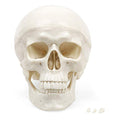 Human Skull Anatomy Model – Life Size 3-Part Replica by Jolof Store