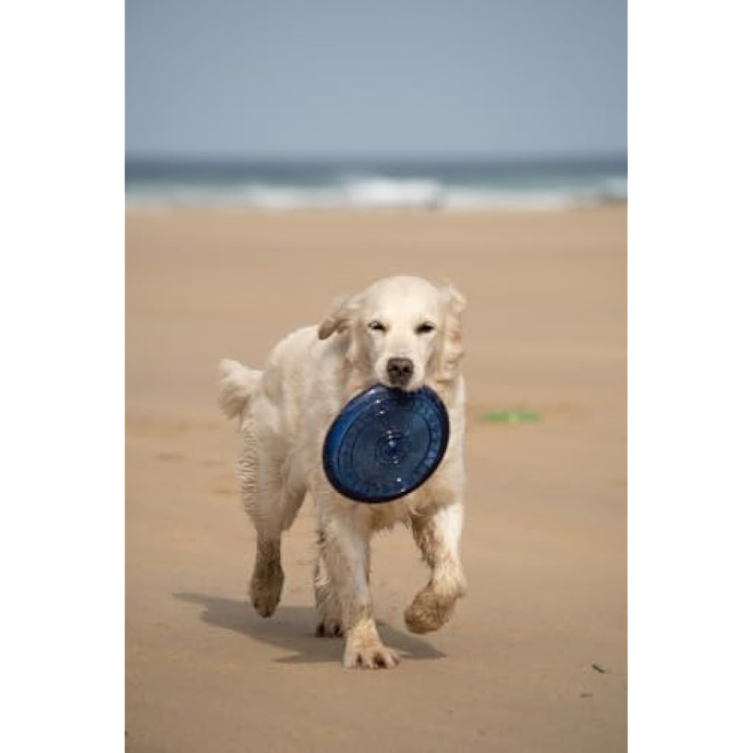 Petface Durable Rubber Frisbee Dog Toy – Interactive Fetch & Play