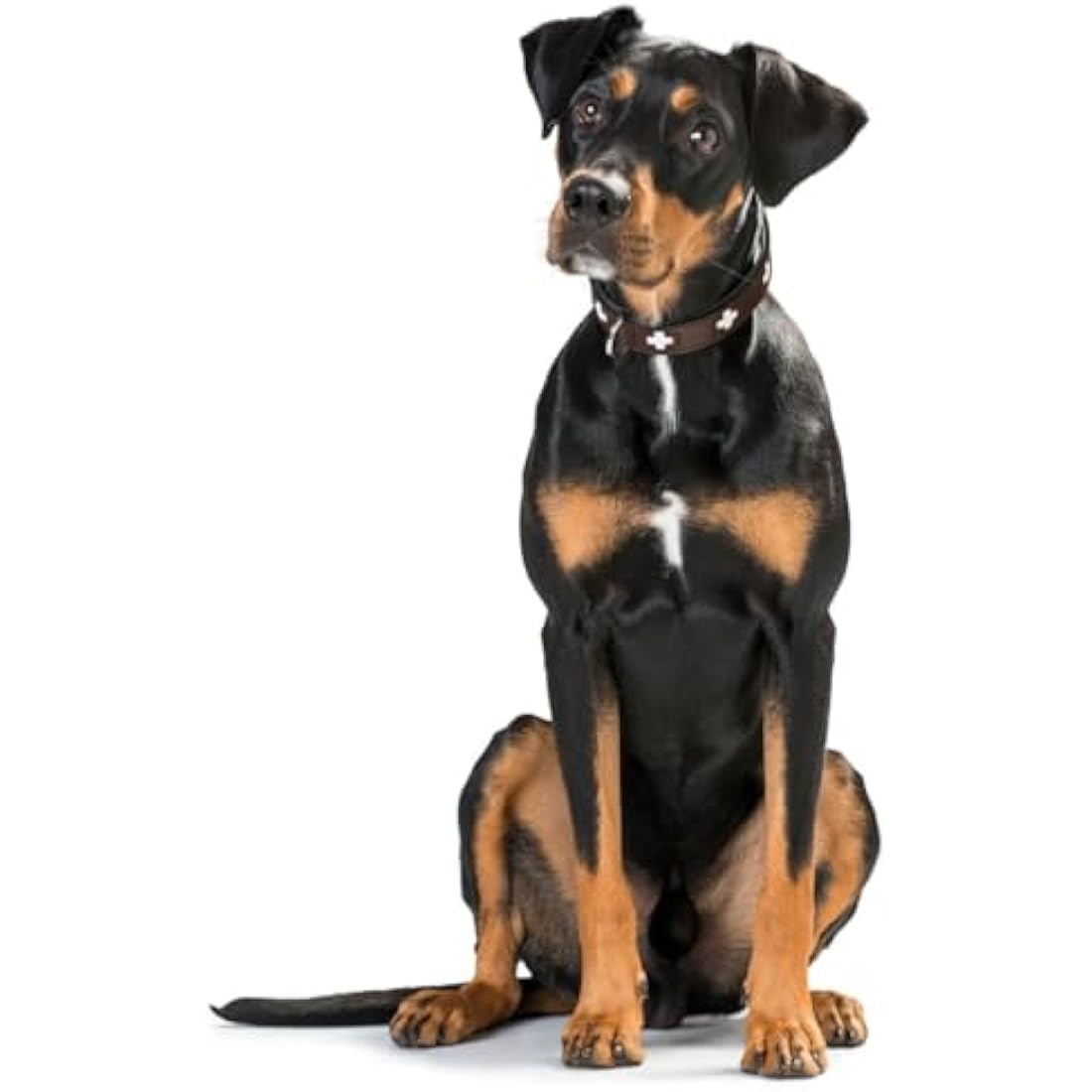 Hunter Swiss Leather Dog Collar – Brown & Black Soft Leather (47–54cm)