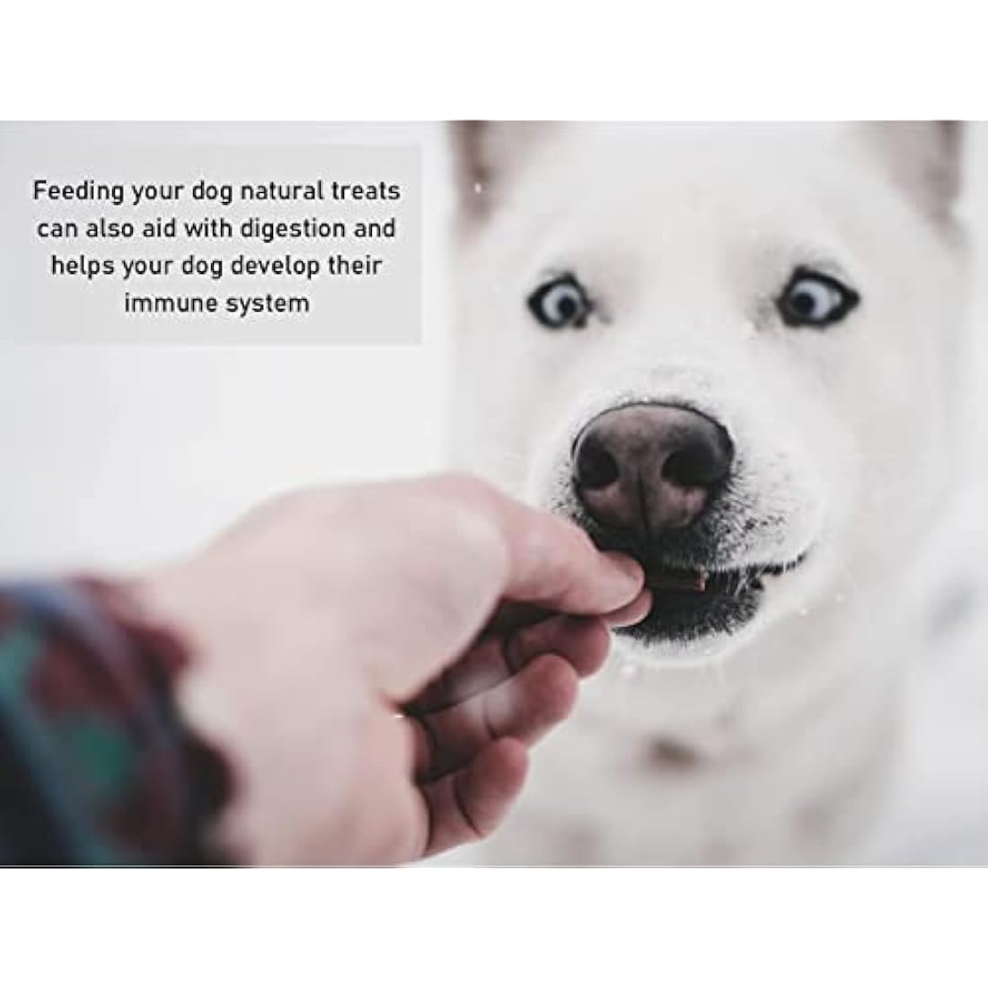 Natural Pigs Ears Dog Treats – High Protein Air-Dried Chews (10 Pack)