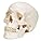 3B Scientific Human Skull Model – 3-Part Anatomy with Magnetic Connections