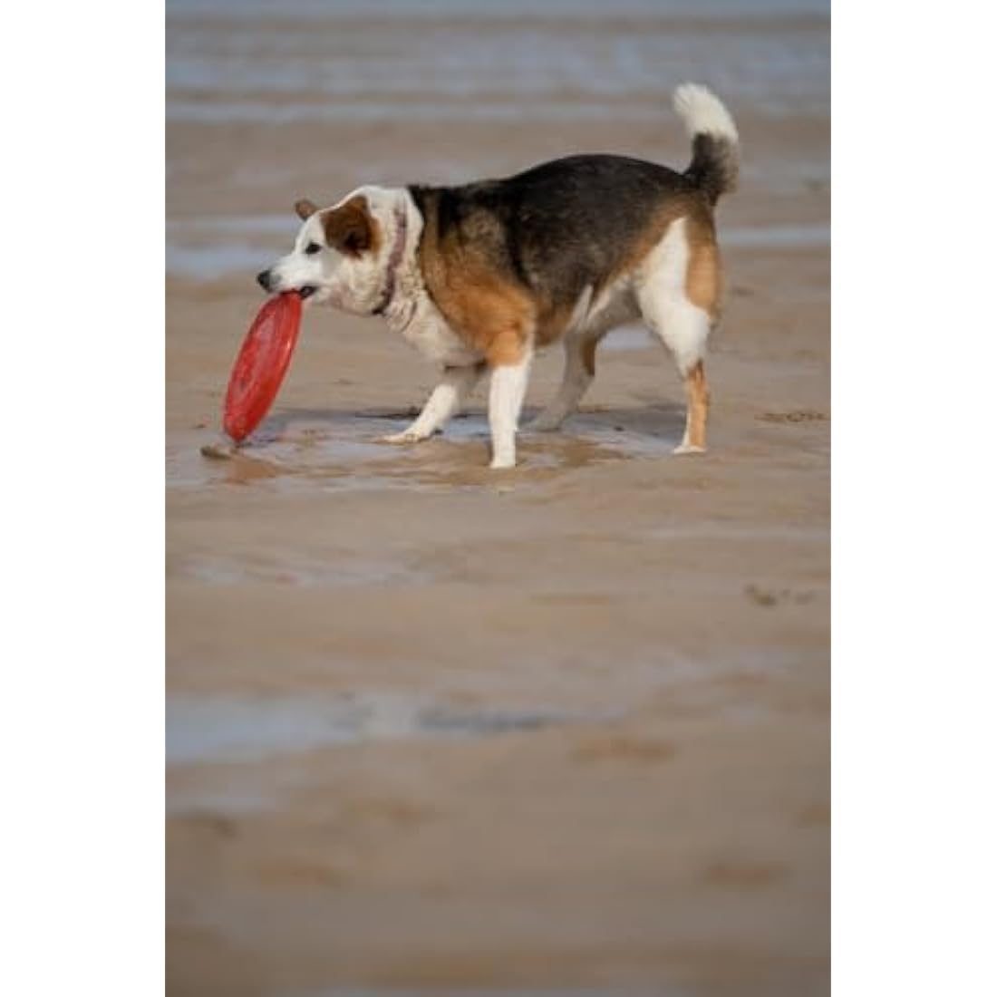 Petface Durable Rubber Frisbee Dog Toy – Interactive Fetch & Play