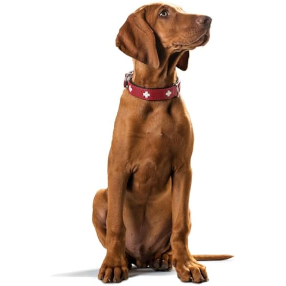 Hunter Swiss Organic Leather Dog Collar – Padded Red/Black, 61-68.5 cm