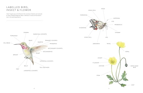 Watercolour Painting Guide: Birds, Bees & Blossoms by