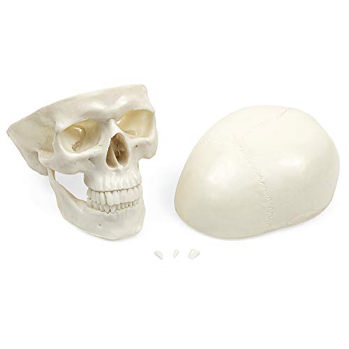 Human Skull Anatomy Model – Life Size 3-Part Replica by Jolof Store