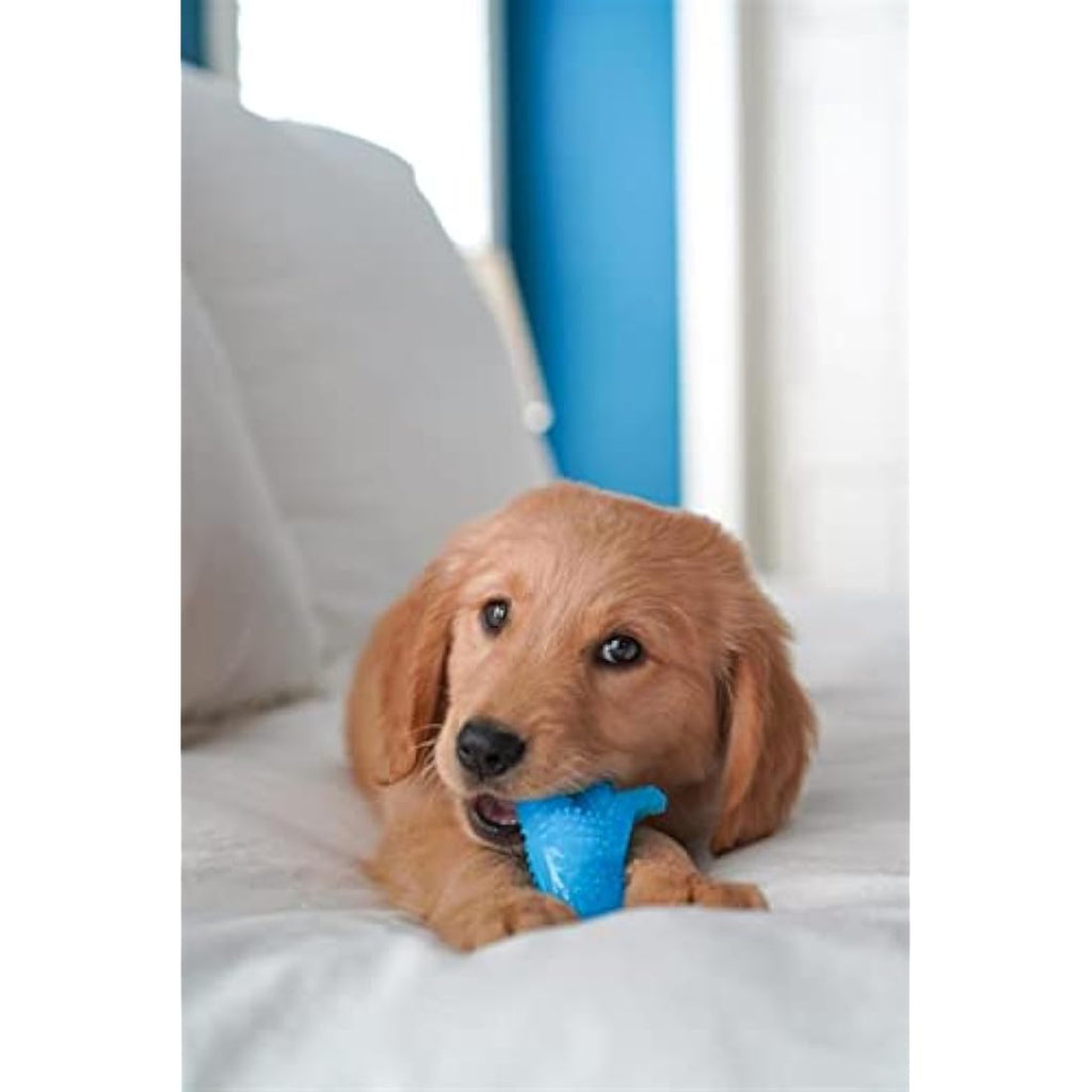 Nylabone Puppy Teething Dental Dino Chew Toy | Chicken Flavor | Small