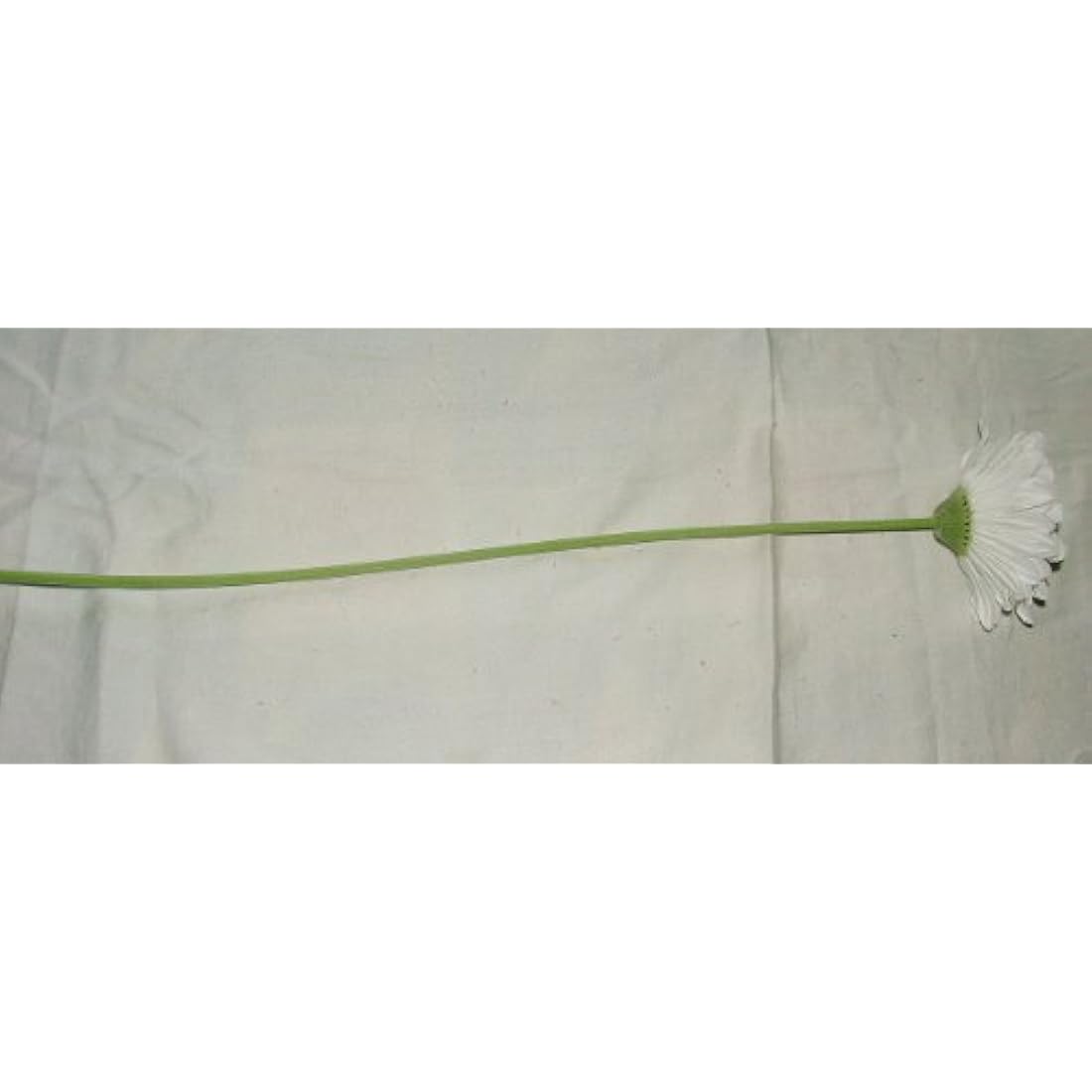 White Artificial Gerbera Stems - 4" Large Bloom - 6 Pack