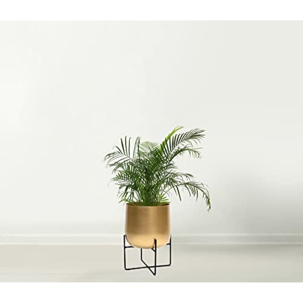 Gold Metal Plant Pot with Black Stand – 20cm Indoor Planter