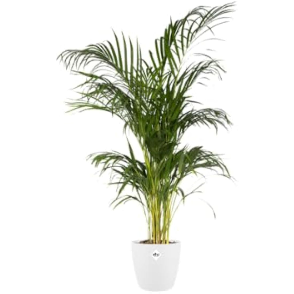 Elho Brussels Round Indoor Flower Pot – Recycled Plastic – White 22cm