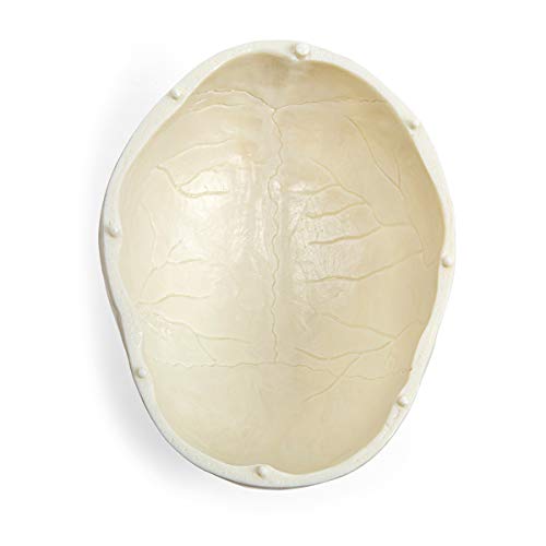 Human Skull Anatomy Model – Life Size 3-Part Replica by Jolof Store