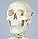 3B Scientific Mini Human Skeleton Model – Pelvic Mounted PVC Anatomy