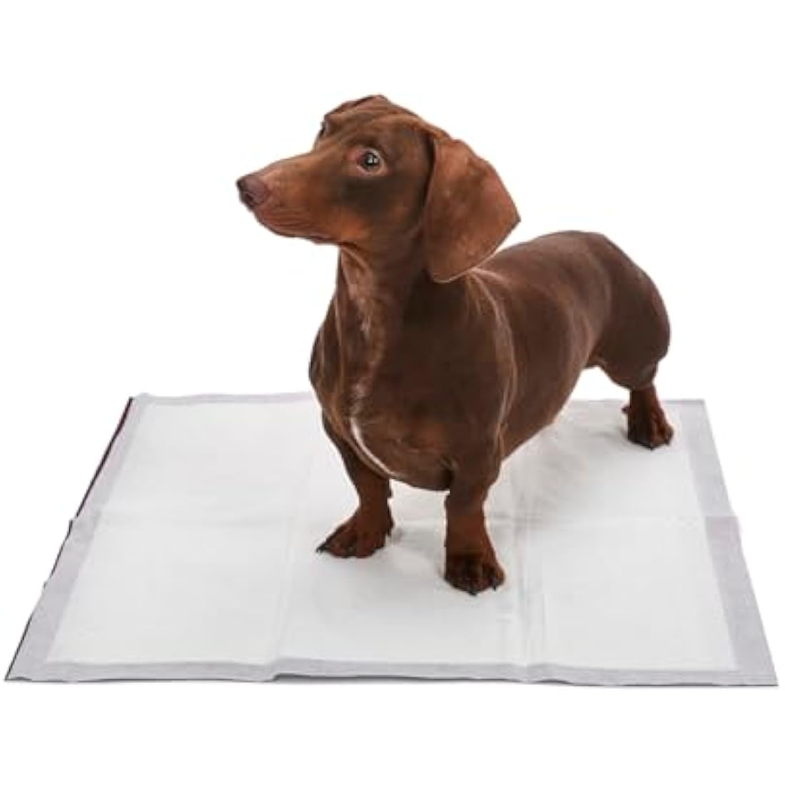 Petface Planet Biodegradable Puppy Training Pads | 50 Pack | 56x57cm