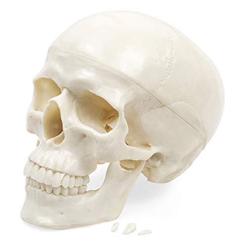 Human Skull Anatomy Model – Life Size 3-Part Replica by Jolof Store