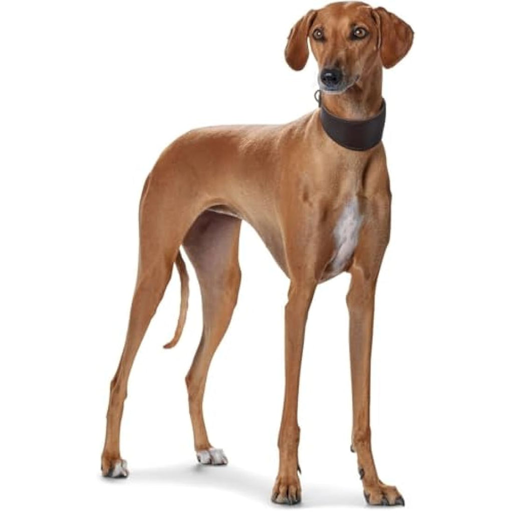 Hunter Soft Leather Greyhound Collar – Padded Full-Grain Leather, Black