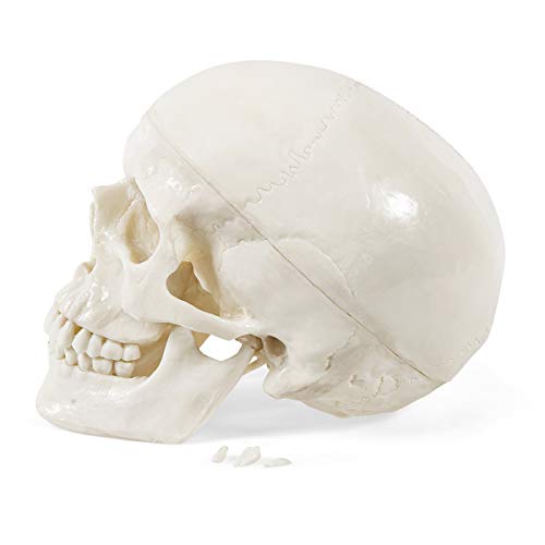 Human Skull Anatomy Model – Life Size 3-Part Replica by Jolof Store