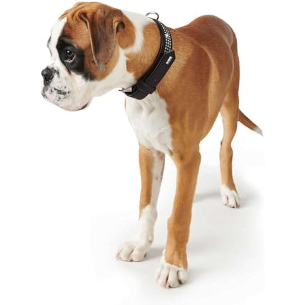 Hunter Softie Deluxe Leather Dog Collar with Swarovski Elements – Black