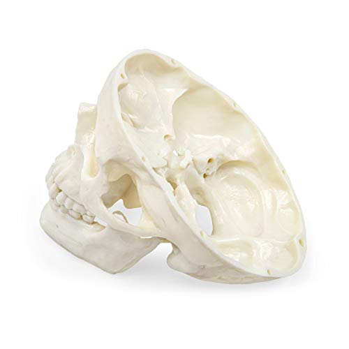 Human Skull Anatomy Model – Life Size 3-Part Replica by Jolof Store