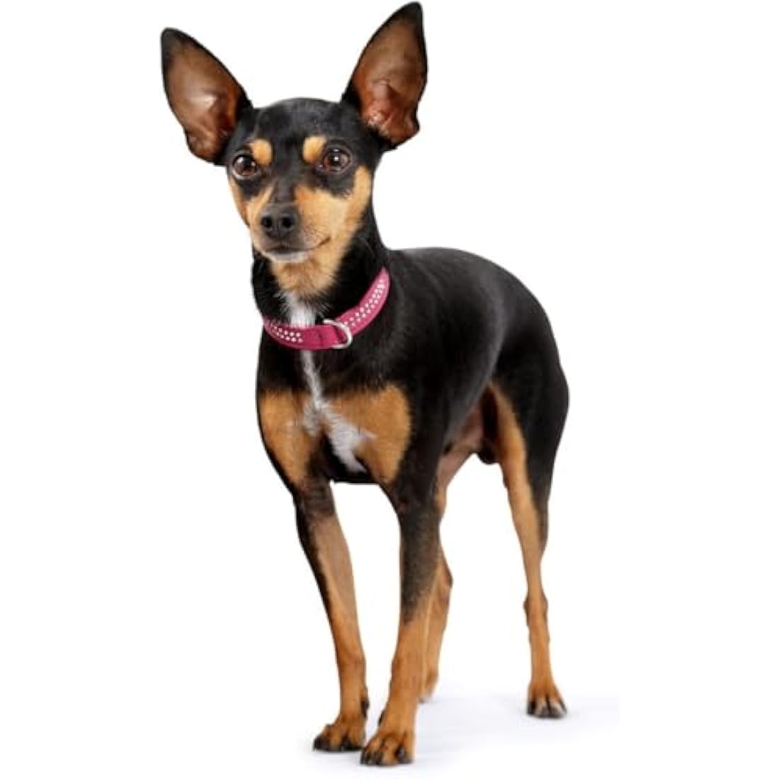 Hunter Nappa Leather Dog Collar – Diamond Petit with Rhinestones