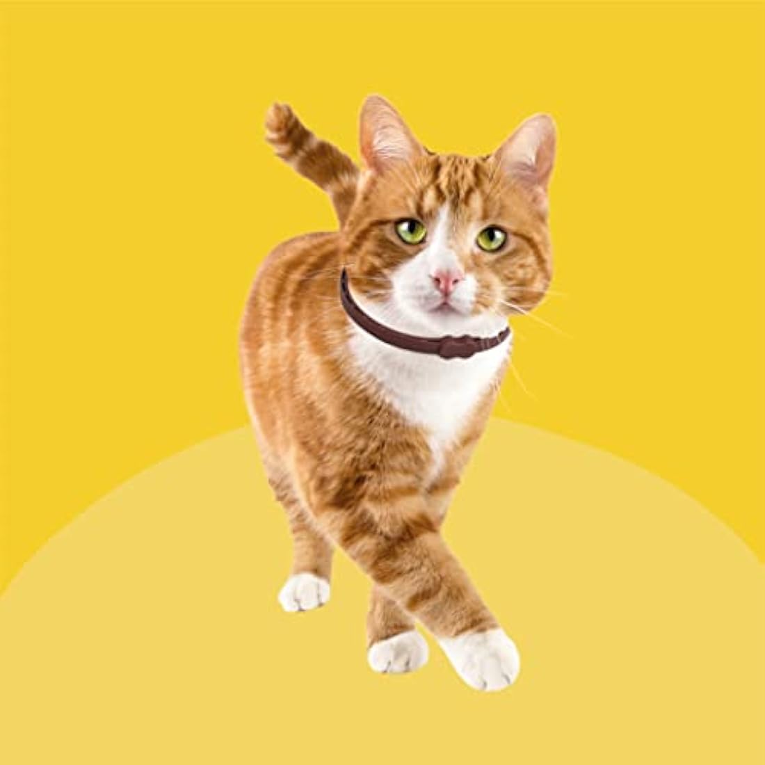 Bob Martin Clear Flea Repellent Collar for Cats – Pesticide-Free