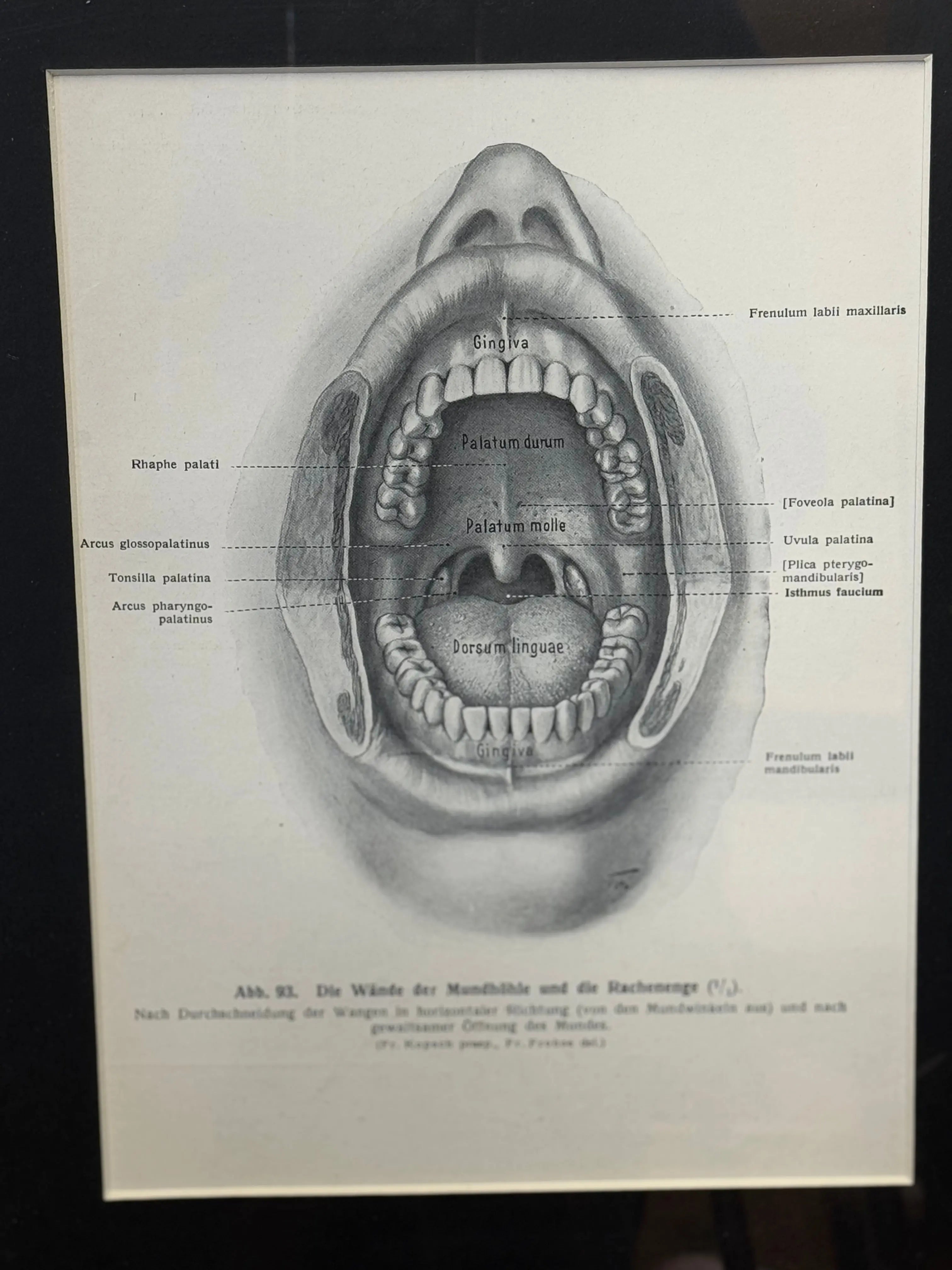 Victorian Anatomy Engraving – Antique Medical Print R