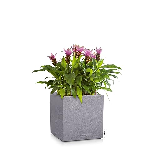 Lechuza Canto Stone 30 Low Self-Watering Planter - Stone Grey Plastic