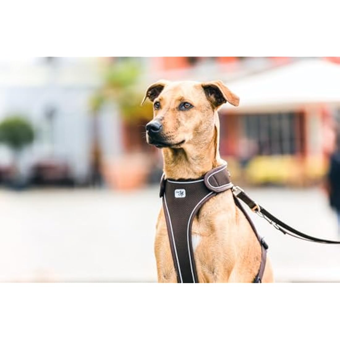 Curli Belka Adjustable Dog Safety Harness – Brown – Size S