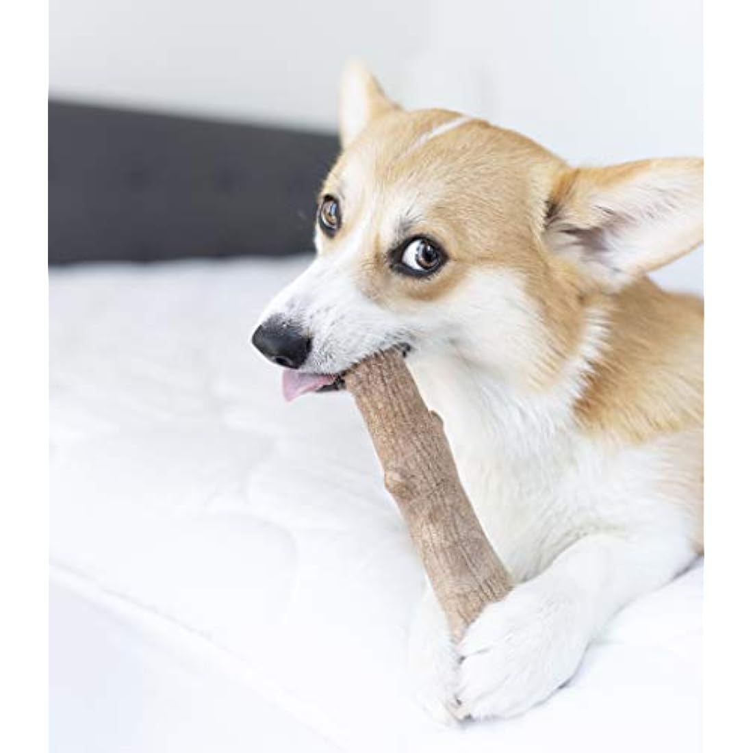 Petstages Dogwood Durable Wood Alternative Dog Chew Toy - Medium Stick