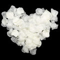 1000 Pcs Off White Silk Rose Petals for Wedding Decor