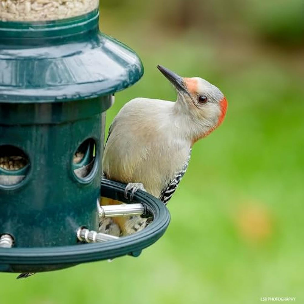 Jacobi Jayne Squirrel Proof Bird Feeder – Metal Buster Plus, Green