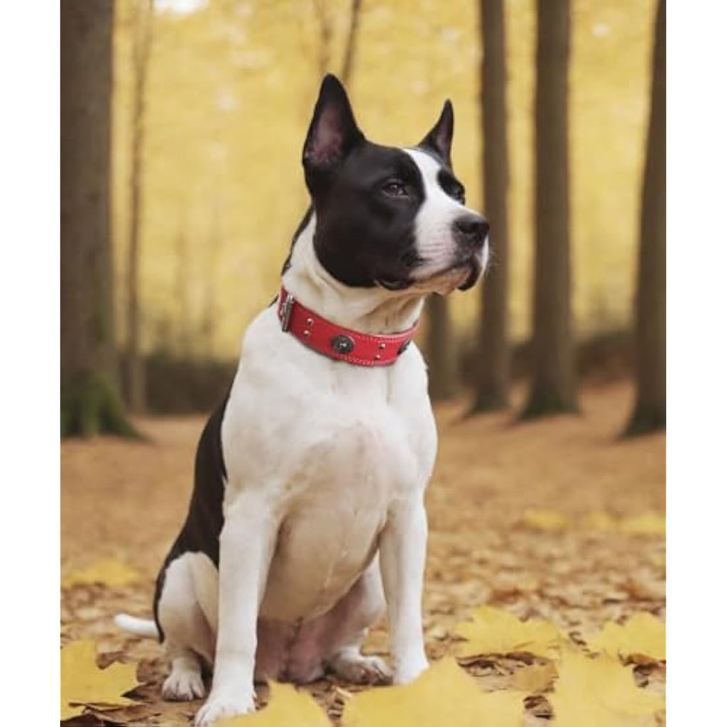 Jolof Store Leather Dog Collar – Padded Genuine Cowhide, Red, 5cm Wide