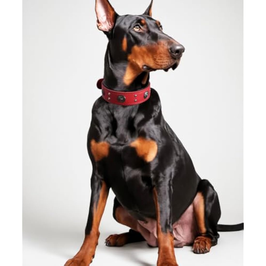Jolof Store Leather Dog Collar – Padded Genuine Cowhide, Red, 5cm Wide