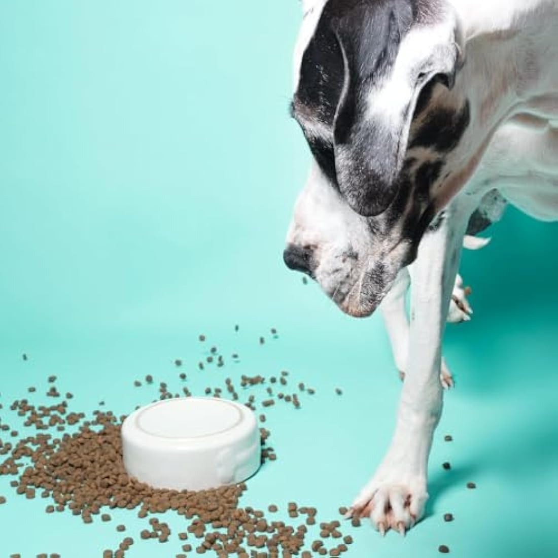 Pooch & Mutt Joint Care Grain Free Dog Food – Salmon & Sweet Potato 10kg