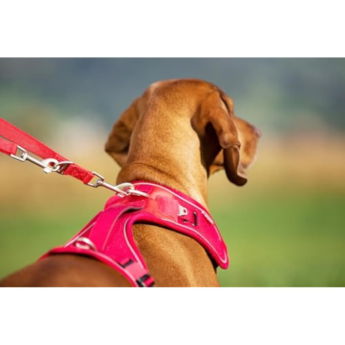 Curli Belka Adjustable Dog Safety Harness – Brown – Size S