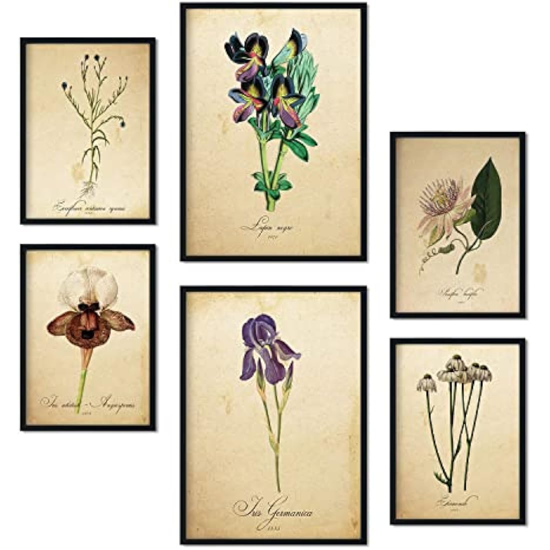 Nacnic Vintage Flower Posters | Set of 6 Framed Botanical Wall Art
