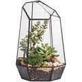 NCYP Geometric Glass Terrarium – Irregular Succulent Planter, Black