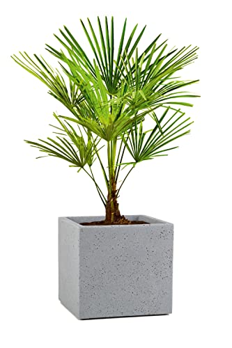 Scheurich C-Cube Planter – Stony Grey Plastic Flowerpot – 38x38x33 cm