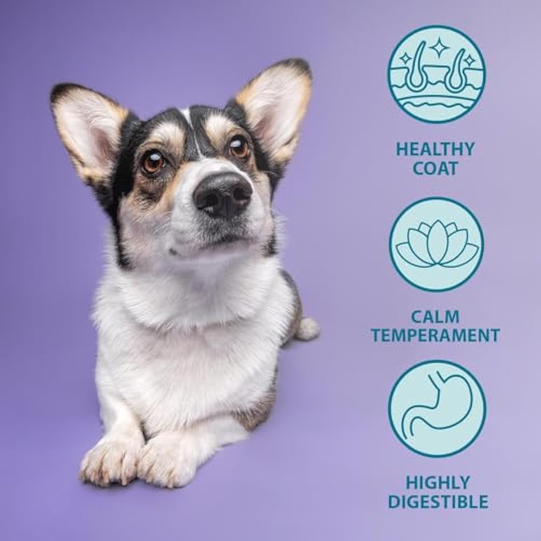 Burns Pet Nutrition Puppy Food - Hypoallergenic Lamb & Rice - 6kg
