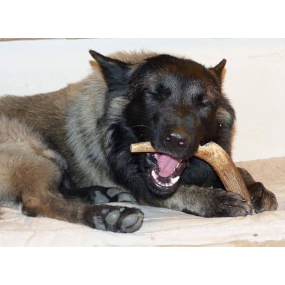 Natural Deer Antler Dog Chews – Long Lasting Dental Treats (XL)