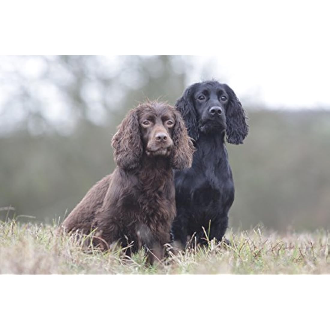 Skinner's Field & Trial Adult Working Dry Dog Food - 15kg Bag