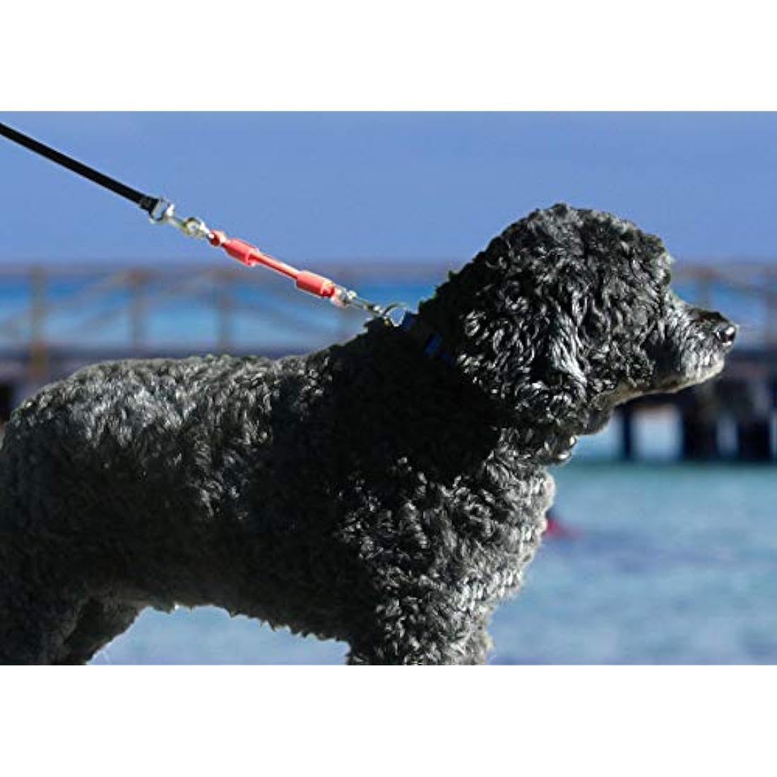 Jerk-Ease Shock Absorber Bungee Dog Leash Attachment - Medium, Black